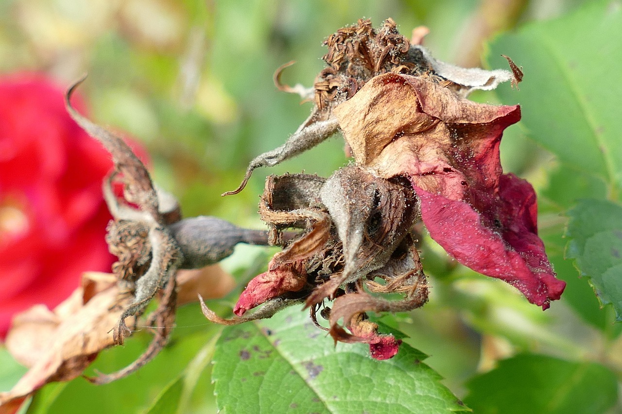 découvrez tout sur la pourriture sèche (dry rot) : causes, prévention et solutions efficaces pour protéger votre maison contre ce champignon destructeur.