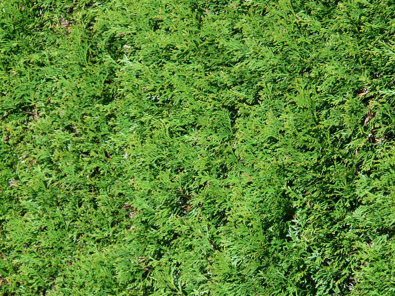 comment choisir une haie d’arbustes persistants pour votre jardin